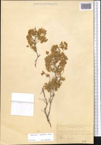 Atraphaxis pyrifolia Bunge, Middle Asia, Western Tian Shan & Karatau (M3) (Kazakhstan)