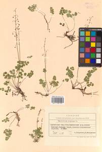 Thalictrum alpinum L., Siberia, Chukotka & Kamchatka (S7) (Russia)