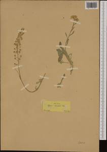 Aurinia saxatilis subsp. orientalis (Ard.) T.R. Dudley, Western Europe (EUR) (Greece)