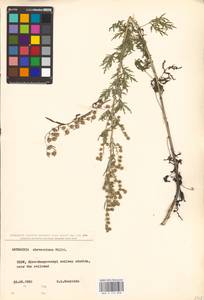 Artemisia sieversiana Ehrh. ex Willd., Eastern Europe, North Ukrainian region (E11) (Ukraine)
