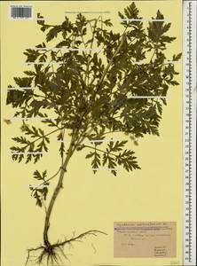 Tanacetum partheniifolium (Willd.) Sch. Bip., Caucasus, Stavropol Krai, Karachay-Cherkessia & Kabardino-Balkaria (K1b) (Russia)