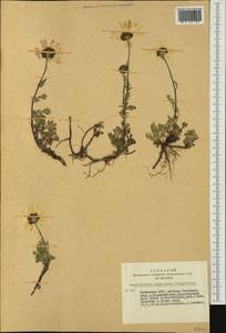 Chrysanthemum mongolicum Y. Ling, Siberia, Altai & Sayany Mountains (S2) (Russia)