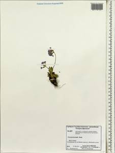 Primula borealis Duby, Siberia, Chukotka & Kamchatka (S7) (Russia)