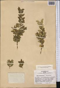 Buxus sempervirens L., America (AMER) (United States)