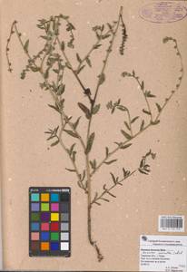 Amsinckia menziesii (Lehm.) A. Nelson & J. F. Macbr., Eastern Europe, North-Western region (E2) (Russia)