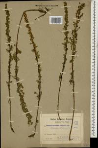 Artemisia chamaemelifolia Vill., Caucasus, Armenia (K5) (Armenia)