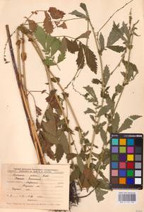 Agrimonia pilosa Ledeb., Eastern Europe, Central forest-and-steppe region (E6) (Russia)