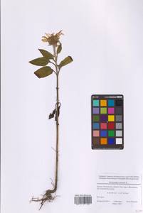 Helianthus annuus L., Eastern Europe, Moscow region (E4a) (Russia)