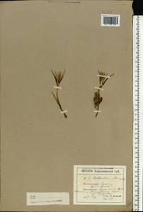 Colchicum bulbocodium subsp. versicolor (Ker Gawl.) K.Perss., Eastern Europe, North Ukrainian region (E11) (Ukraine)