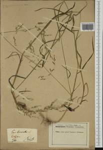 Poa trivialis L., Western Europe (EUR) (Germany)