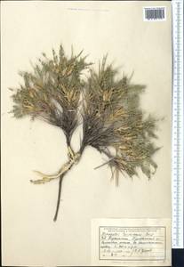 Astragalus lasiosemius Boiss., Middle Asia, Pamir & Pamiro-Alai (M2) (Tajikistan)