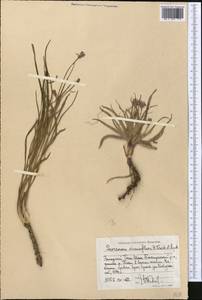 Gelasia circumflexa (Krasch. & Lipsch.) Zaika, Sukhor. & N. Kilian, Middle Asia, Western Tian Shan & Karatau (M3) (Uzbekistan)