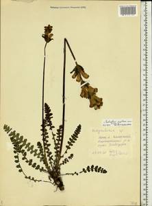 Pedicularis, Eastern Europe, Northern region (E1) (Russia)