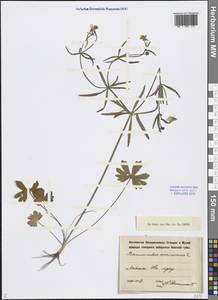 Ranunculus auricomus L., Eastern Europe, North-Western region (E2) (Russia)