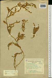 Spinulum annotinum subsp. alpestre (Hartm.) Uotila, Eastern Europe, Northern region (E1) (Russia)