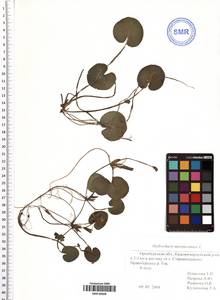 Hydrocharis morsus-ranae L., Eastern Europe, Eastern region (E10) (Russia)