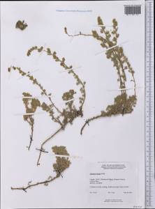Artemisia frigida Willd., America (AMER) (Canada)