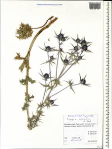 Eryngium caucasicum Trautv., Caucasus, Armenia (K5) (Armenia)