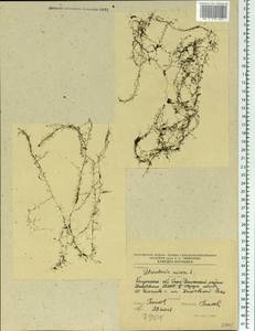 Utricularia minor L., Eastern Europe, Central region (E4) (Russia)