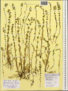 Lepidium perfoliatum L., Caucasus, Stavropol Krai, Karachay-Cherkessia & Kabardino-Balkaria (K1b) (Russia)