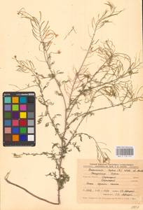 Descurainia sophia (L.) Webb ex Prantl, Eastern Europe, Central forest-and-steppe region (E6) (Russia)