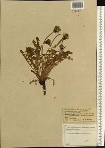 Taraxacum officinale Weber ex Wiggins, Eastern Europe, Central forest-and-steppe region (E6) (Russia)