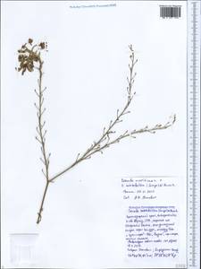Crambe maritima × koktebelica, Caucasus, Black Sea Shore (from Novorossiysk to Adler) (K3) (Russia)