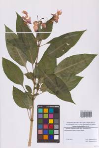 Impatiens glandulifera Royle, Eastern Europe, Moscow region (E4a) (Russia)