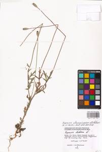 Papaver dubium subsp. stevenianum (Mikheev) Kubát & Å, Eastern Europe, Moscow region (E4a) (Russia)