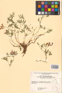 Vicia macrantha Jurtzev, Siberia, Chukotka & Kamchatka (S7) (Russia)