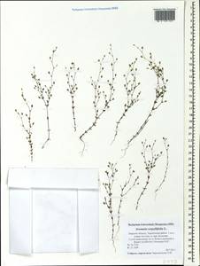 Arenaria serpyllifolia, Eastern Europe, North-Western region (E2) (Russia)