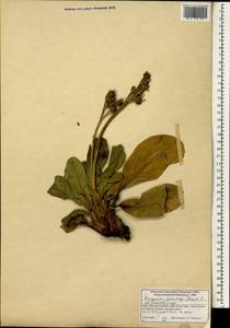 Bergenia stracheyi (Hook. fil. & Thomson) Engl., South Asia, South Asia (Asia outside ex-Soviet states and Mongolia) (ASIA) (India)
