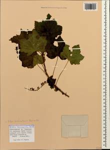 Ribes aureum Pursh, Caucasus, Krasnodar Krai & Adygea (K1a) (Russia)