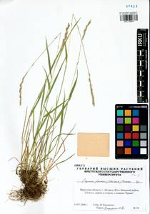 Elymus fibrosus (Schrenk) Tzvelev, Siberia, Baikal & Transbaikal region (S4) (Russia)