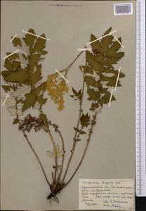 Filipendula ulmaria subsp. picbaueri (Podp.) Smejkal, Middle Asia, Northern & Central Kazakhstan (M10) (Kazakhstan)