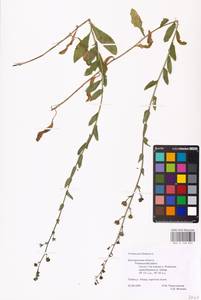 MHA 0 158 827, Verbascum blattaria L., Eastern Europe, Central forest-and-steppe region (E6) (Russia)