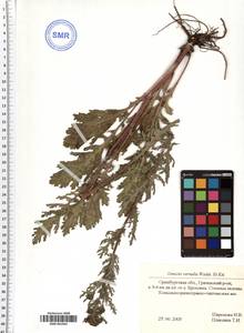 Senecio vernalis Waldst. & Kit., Eastern Europe, Eastern region (E10) (Russia)