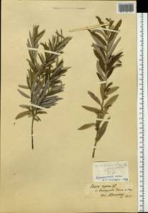 Salix brachypoda (Trautv. & C. A. Mey.) Kom., Siberia, Russian Far East (S6) (Russia)