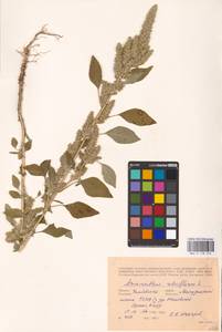 Amaranthus retroflexus L., Eastern Europe, Central forest-and-steppe region (E6) (Russia)