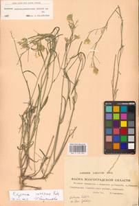 Erysimum diffusum Ehrh., Eastern Europe, Lower Volga region (E9) (Russia)