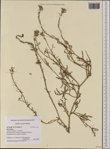 Cakile maritima subsp. euxina (Pobed.) Nyár., Western Europe (EUR) (Bulgaria)