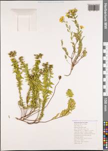 Haplophyllum suaveolens (DC.) G. Don, Caucasus, Black Sea Shore (from Novorossiysk to Adler) (K3) (Russia)