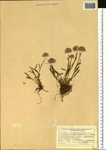 Erigeron eriocalyx (Ledeb.) F. Vierh., Siberia, Western (Kazakhstan) Altai Mountains (S2a) (Kazakhstan)