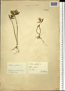 Viola uniflora L., Siberia, Baikal & Transbaikal region (S4) (Russia)