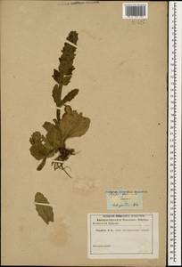 Ajuga orientalis L., Caucasus (no precise locality) (K0)