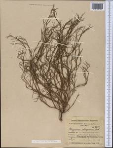 Polygonum salsugineum M. Bieb., Middle Asia, Northern & Central Kazakhstan (M10) (Kazakhstan)