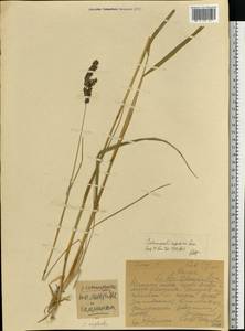 Achnatherum calamagrostis (L.) P.Beauv., Eastern Europe, Northern region (E1) (Russia)