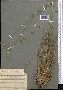 Piptatherum songaricum (Trin. & Rupr.) Roshev., Middle Asia, Western Tian Shan & Karatau (M3) (Kazakhstan)