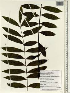 Eurycoma longifolia, South Asia, South Asia (Asia outside ex-Soviet states and Mongolia) (ASIA) (Vietnam)
