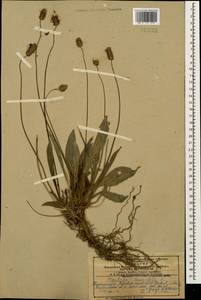 Plantago lanceolata L., Caucasus, Azerbaijan (K6) (Azerbaijan)